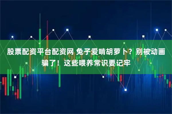 股票配资平台配资网 兔子爱啃胡萝卜？别被动画骗了！这些喂养常识要记牢